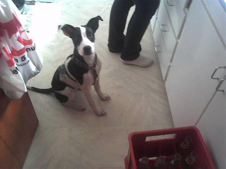 Blanding af racer Donna - Jeg tigger altså ikk ;P billede 2