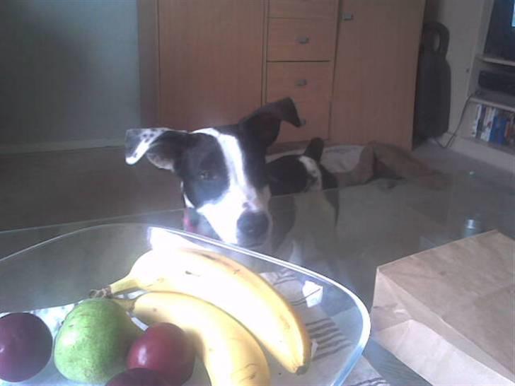 Blanding af racer Donna - Har du ikk noget til mig ^^ billede 3