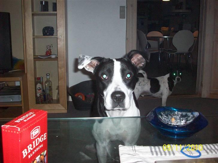 Blanding af racer Donna billede 4