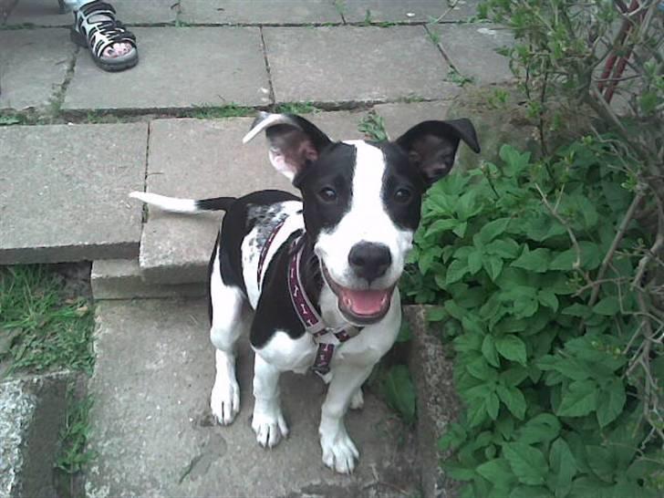 Blanding af racer Donna billede 5