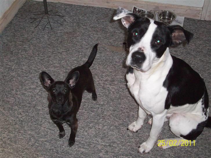 Blanding af racer Donna billede 6