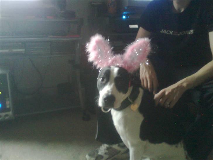 Blanding af racer Donna - Er jeg ikk bare fin :D billede 7