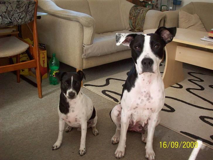 Blanding af racer Donna billede 8