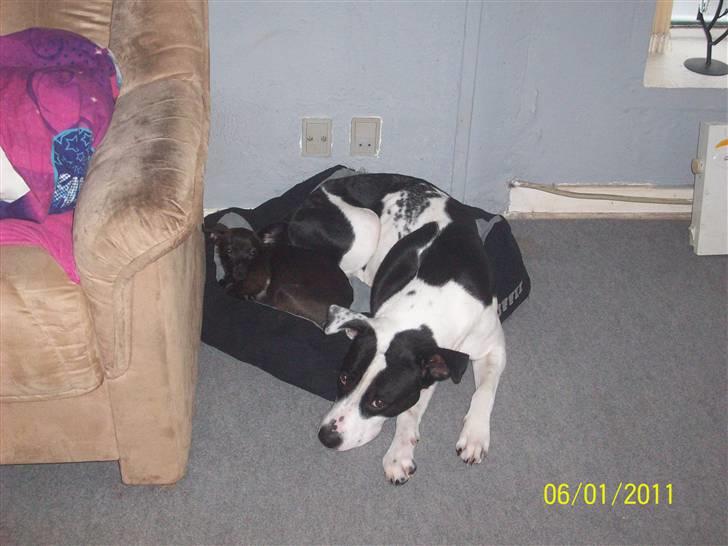 Blanding af racer Donna - donna passer godt på sin qiwi ^^ billede 9