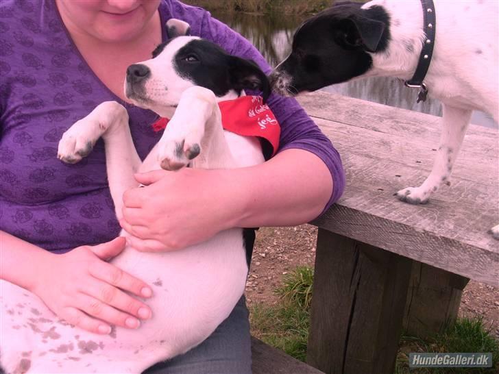 Blanding af racer Donna - "mors" lille skødehund :p hehe billede 10