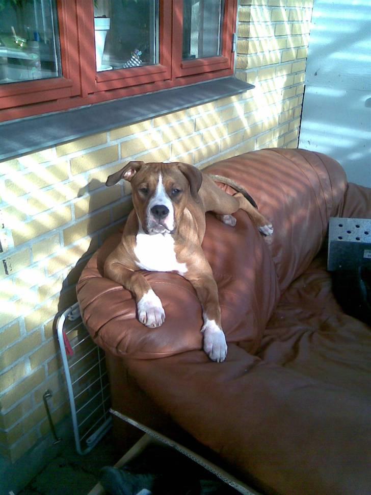 Amerikansk staffordshire terrier Donna  billede 4