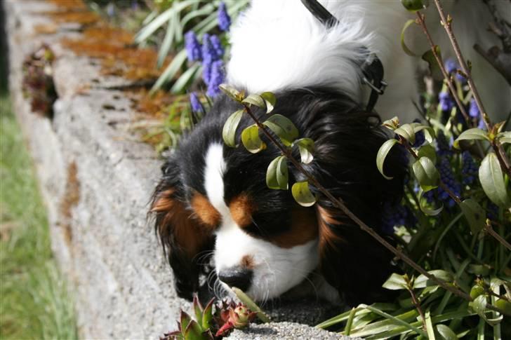 Cavalier king charles spaniel Annexgårdens Lea billede 8
