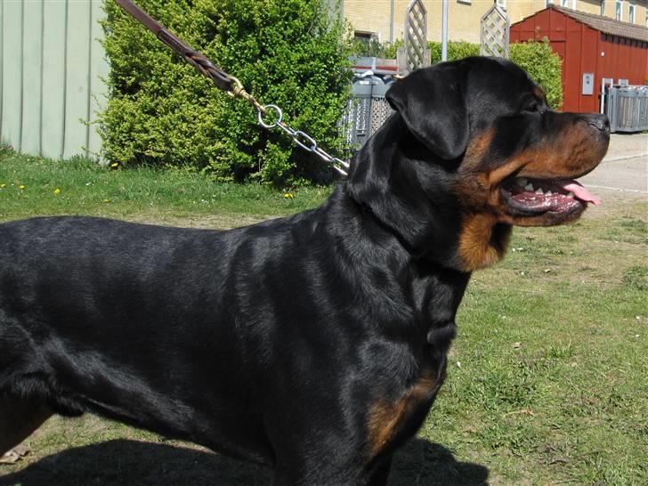 Rottweiler Chandor (Xinkas) billede 6