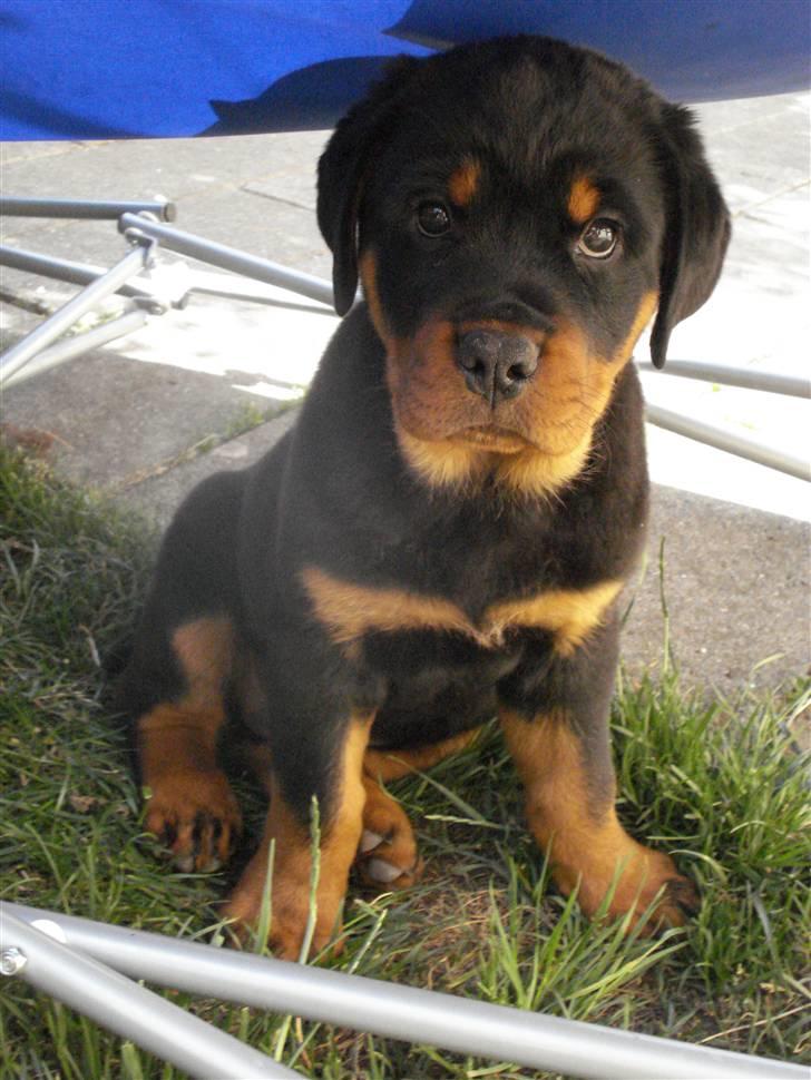 Rottweiler Chandor (Xinkas) billede 7