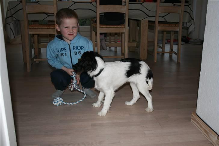 Cavalier king charles spaniel Annexgårdens Lea billede 10