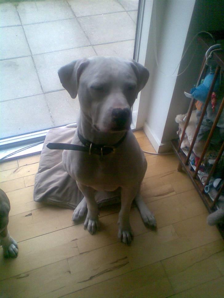 Amerikansk staffordshire terrier Snow R.I.P  28/4-2008   billede 12