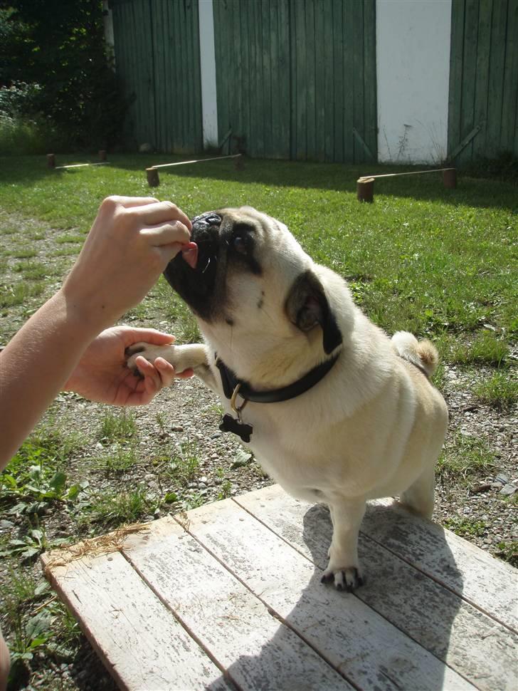 Mops Bertram - Godbid efter lidt leg med agility. billede 3