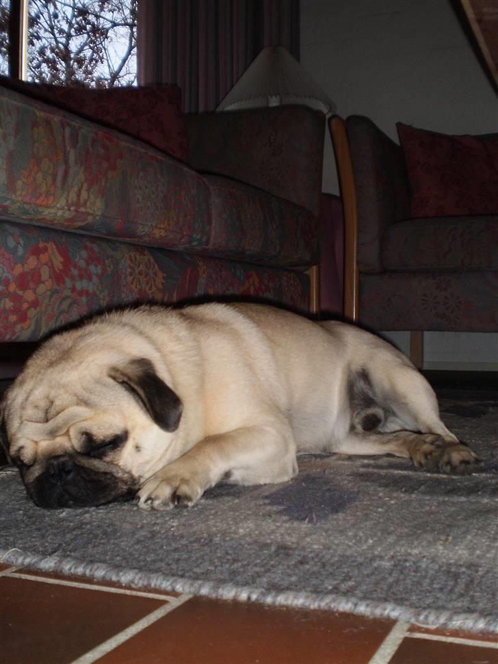 Mops Bertram - Bertram helt færdig efter dagens oplevelser. D. 9. april. billede 4