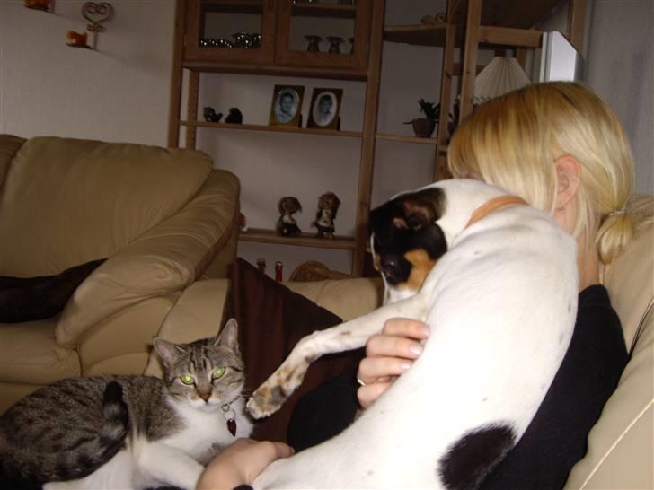 Dansk svensk gaardhund Vaks - Lad nu være, Bizkit, det gør pænt naller når du gnasker mig i poten !! (: billede 3