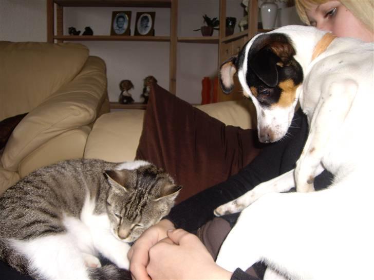 Dansk svensk gaardhund Vaks - Hva laver du lig med hænderne ? (: billede 4