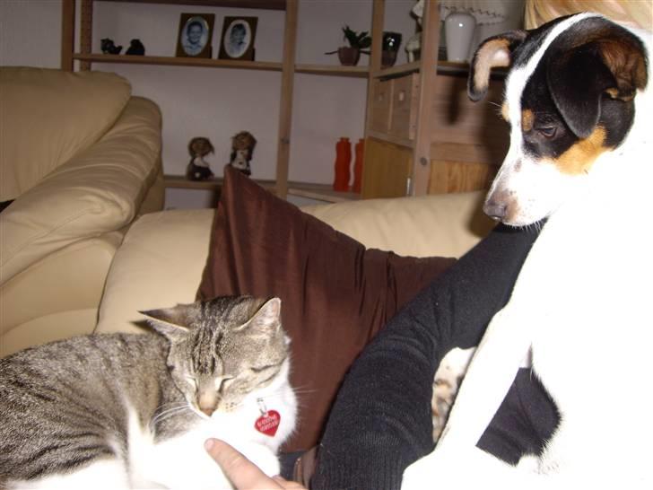 Dansk svensk gaardhund Vaks - Tror du jeg er såå dum jeg gider kigge på hva du peger på ? næ nej, jeg kigger på fingeren istedet - ikke kilde !! billede 5