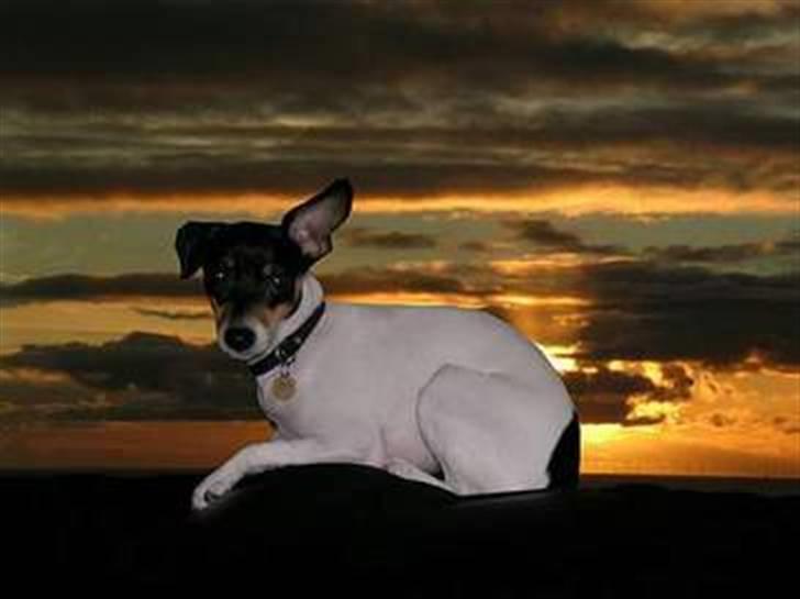 Dansk svensk gaardhund Olga ( Død 08/08-08 ) billede 1