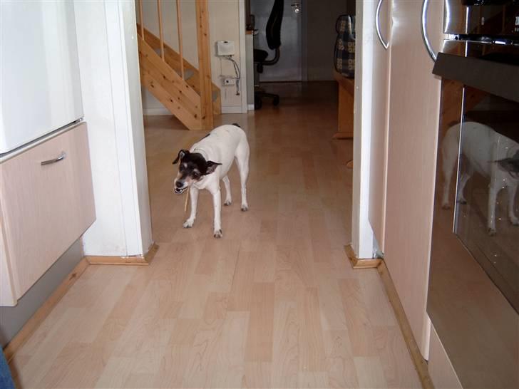 Dansk svensk gaardhund Olga ( Død 08/08-08 ) billede 2