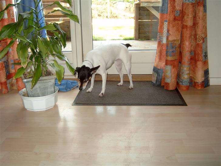 Dansk svensk gaardhund Olga ( Død 08/08-08 ) billede 3