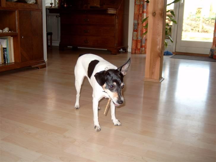 Dansk svensk gaardhund Olga ( Død 08/08-08 ) billede 4