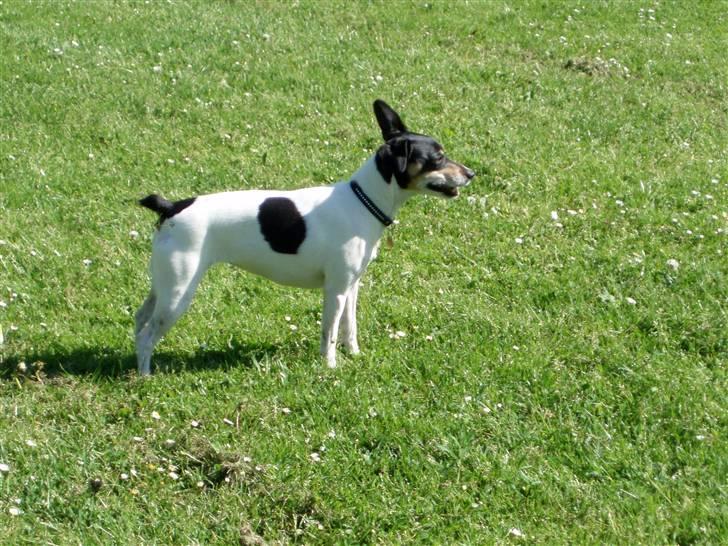 Dansk svensk gaardhund Olga ( Død 08/08-08 ) billede 5