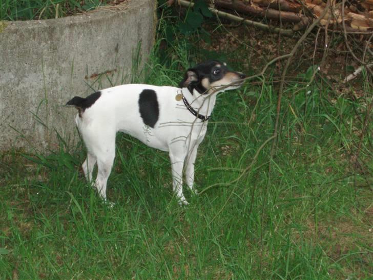 Dansk svensk gaardhund Olga ( Død 08/08-08 ) billede 6