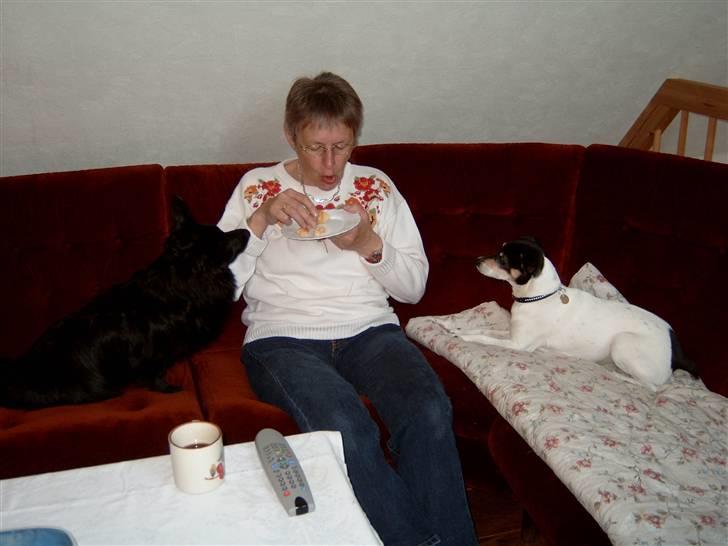 Dansk svensk gaardhund Olga ( Død 08/08-08 ) billede 7