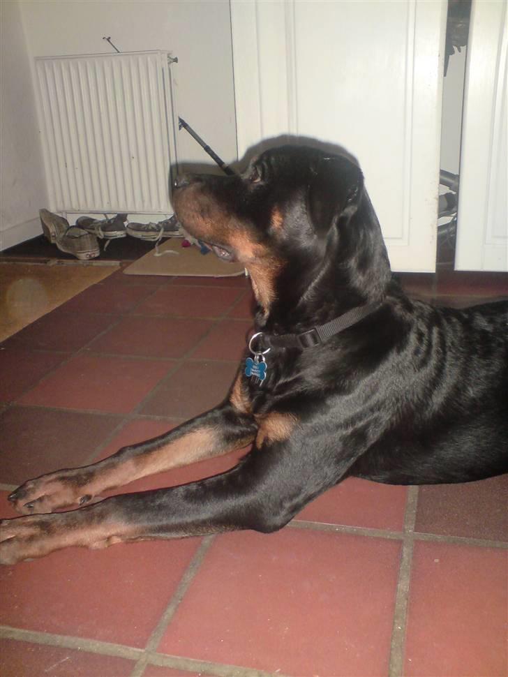 Rottweiler Sebo R.I.P billede 16