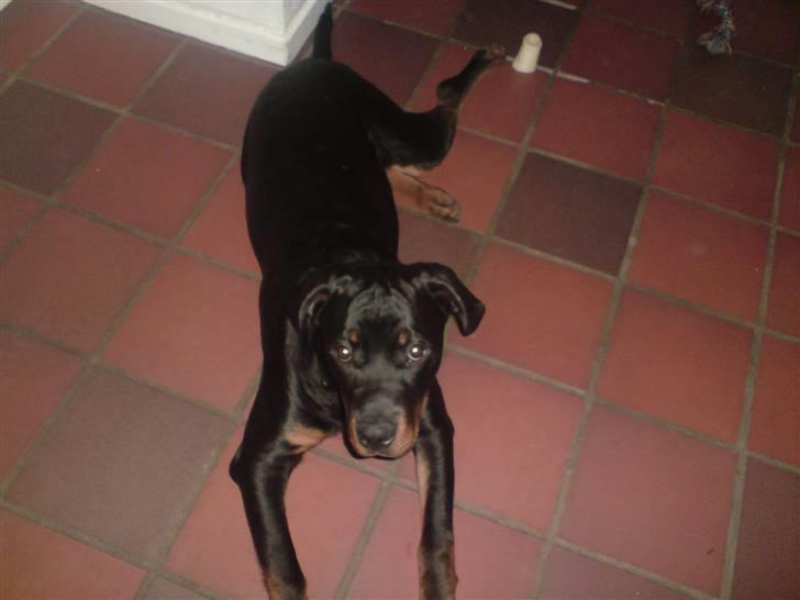 Rottweiler Sebo R.I.P billede 17