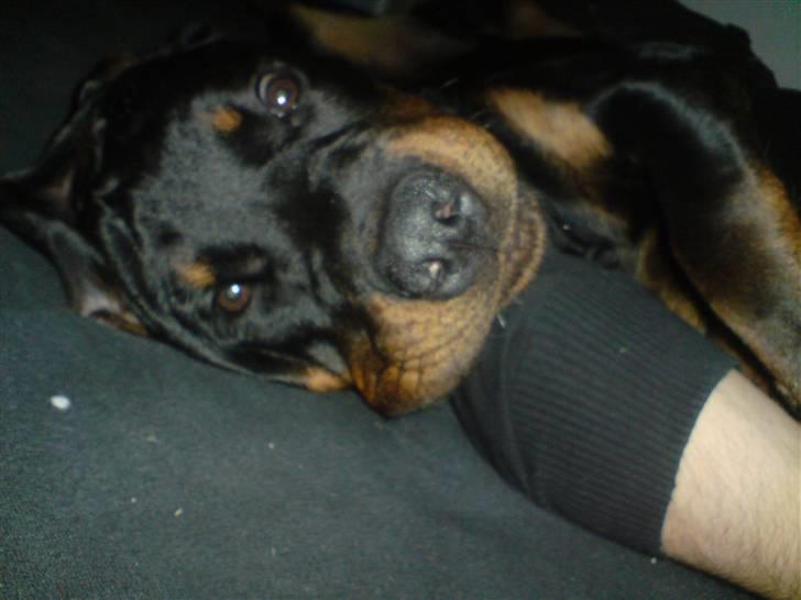 Rottweiler Sebo R.I.P billede 18