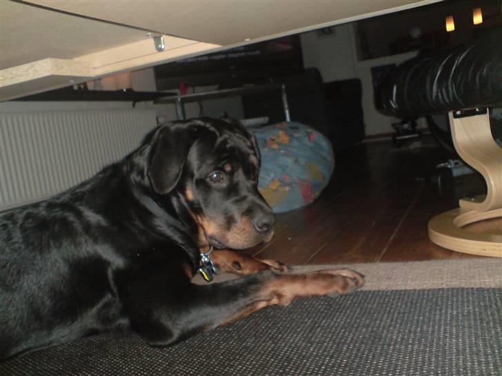 Rottweiler Sebo R.I.P billede 19