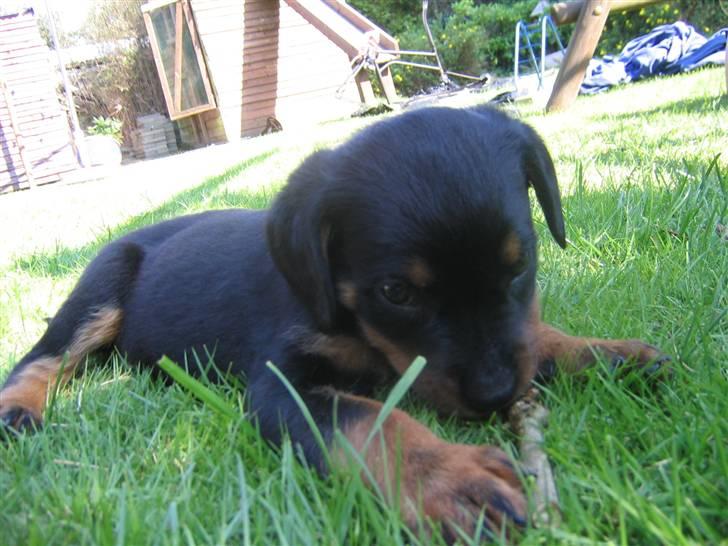 Rottweiler Sebo R.I.P billede 20
