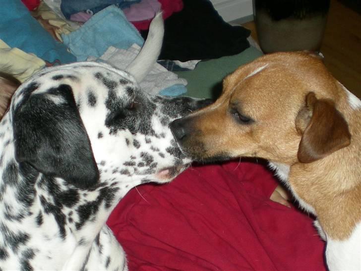 Blanding af racer Diva R.I.P billede 18