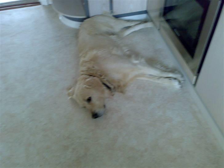 Golden retriever Marco`s samson - Doven ja det er jeg billede 5