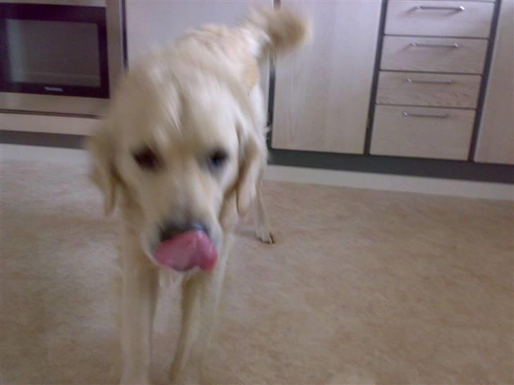 Golden retriever Marco`s samson - Jeg har lige spist det smagte godt billede 6