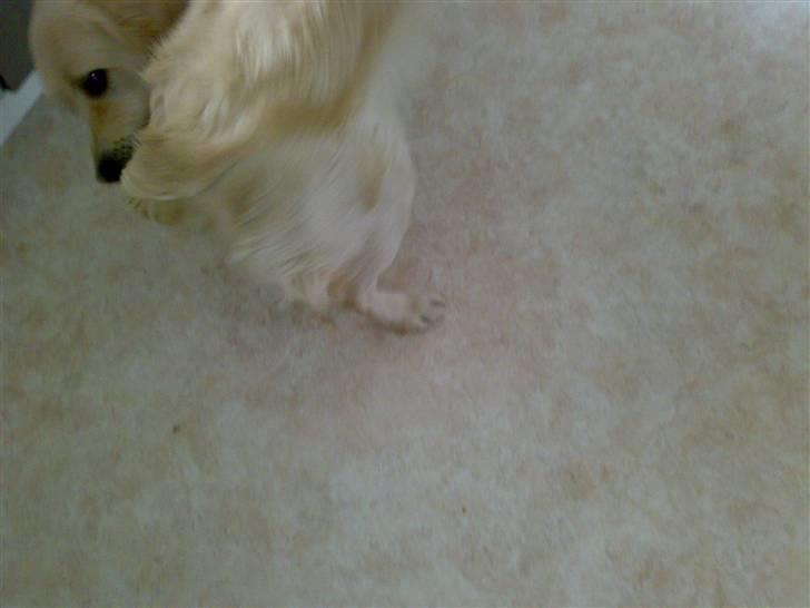 Golden retriever Marco`s samson - åhh dumme hale du driller billede 7