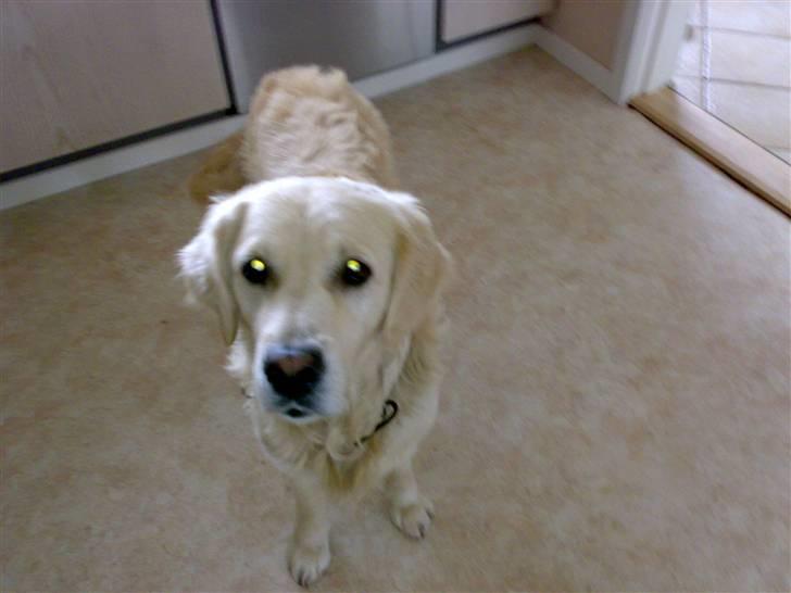 Golden retriever Marco`s samson - hvem tager billeder billede 8