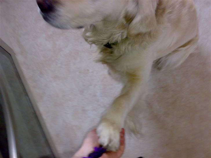 Golden retriever Marco`s samson - ja godav  billede 9