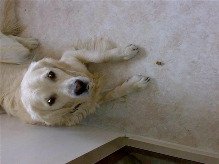 Golden retriever Marco`s samson - se min dejlige hundekiks billede 10