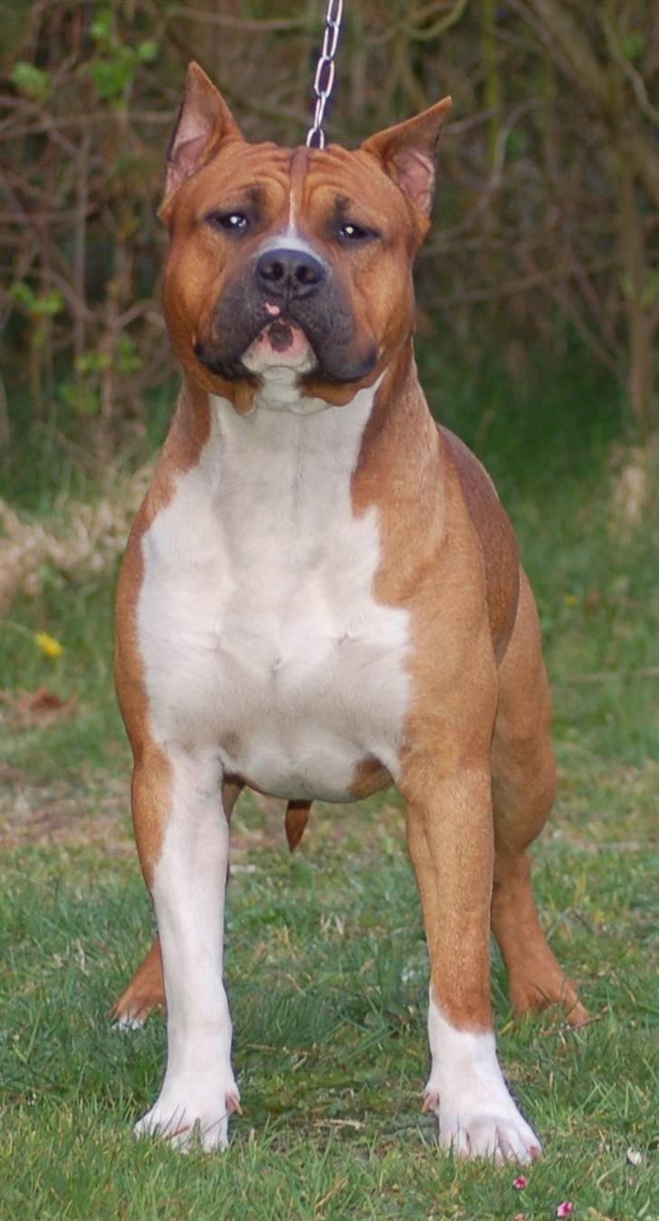 Amerikansk staffordshire terrier Stellar Vey Vivid Fire aka Harley *Sov godt †* billede 7