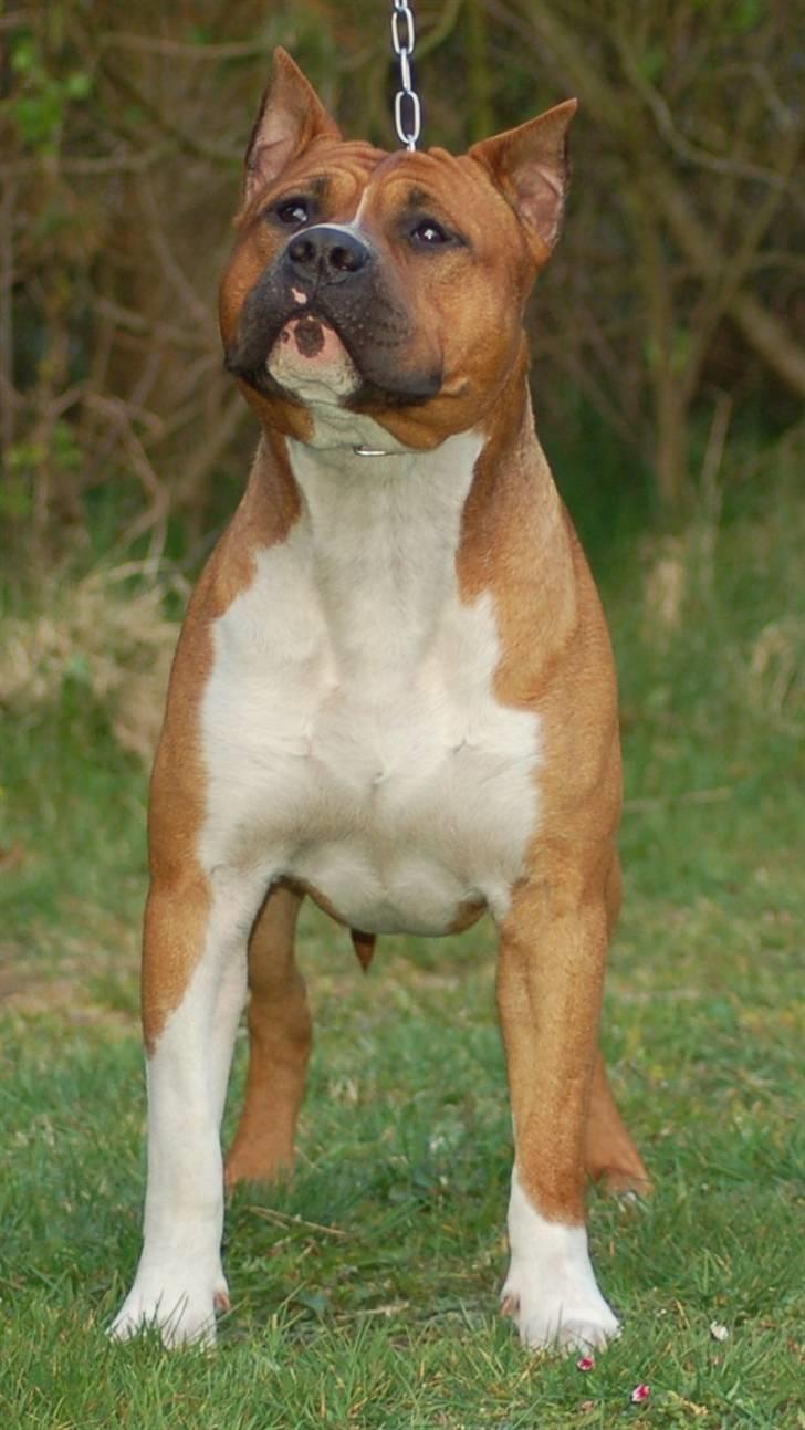 Amerikansk staffordshire terrier Stellar Vey Vivid Fire aka Harley *Sov godt †* billede 8