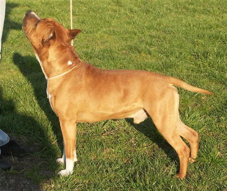 Amerikansk staffordshire terrier Stellar Vey Vivid Fire aka Harley *Sov godt †* billede 9