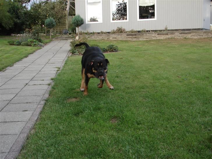 Blanding af racer Hendrix - Nu er jeg pludselig blevet en stor hund på 43kg Wee billede 16