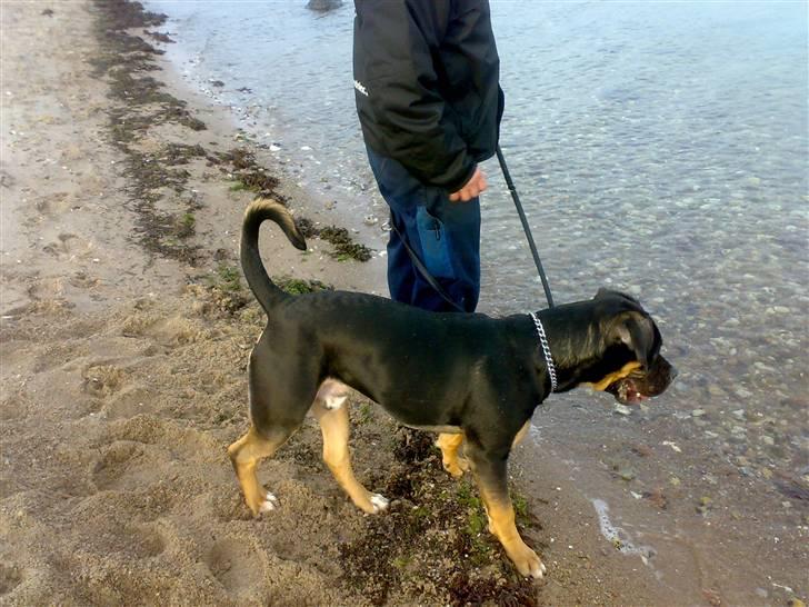 Blanding af racer Hendrix - Det er herligt med en tur i skoven men vandet er stadig lidt farligt billede 17