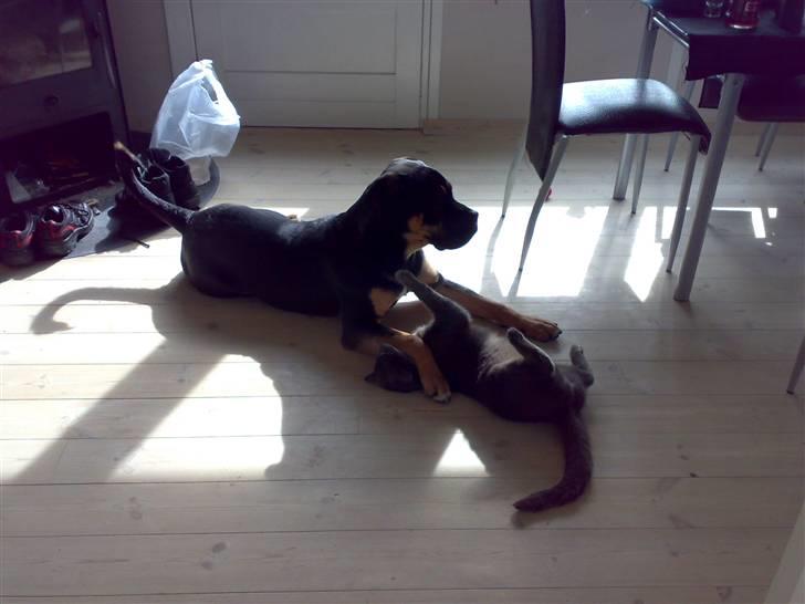 Blanding af racer Hendrix - Mig og missen er blevet gode venner og jeg søger tit for at han bliver rigtig ren i ansigtet :o) billede 18