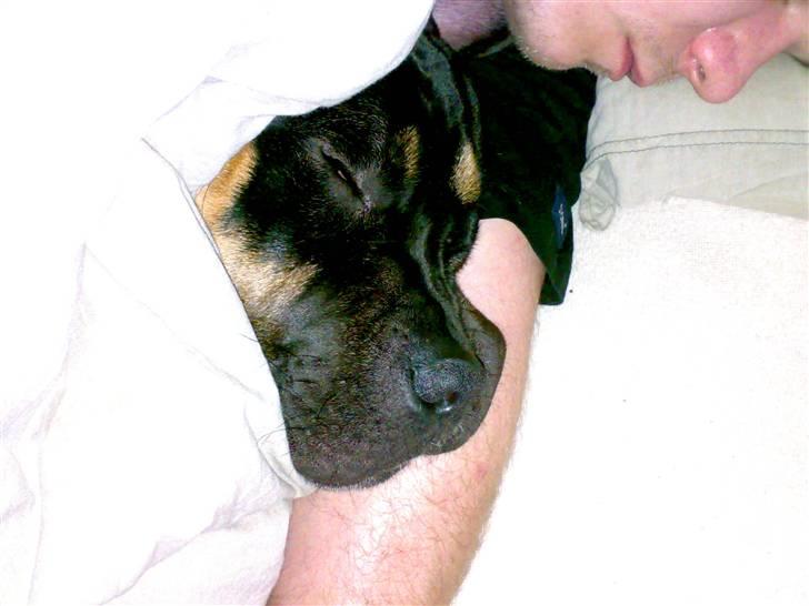 Blanding af racer Hendrix - Far og jeg putter rigtig en søndag morgen.... billede 19