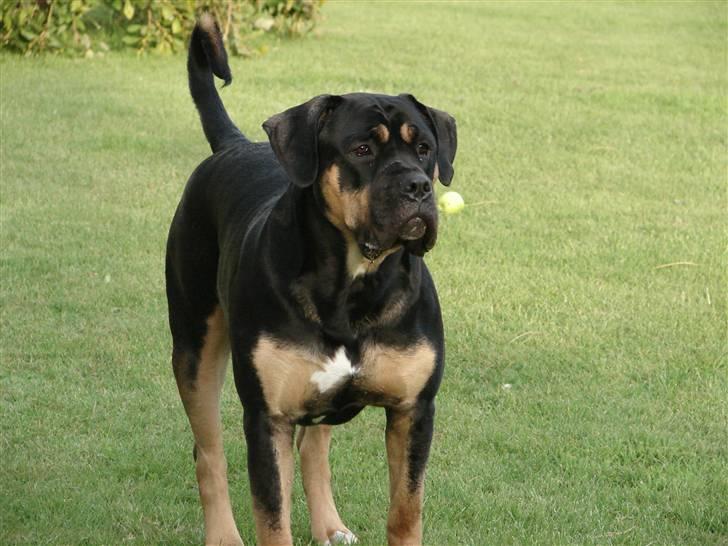 Blanding af racer Hendrix - Ja hvad kan jeg sige han er smuk billede 20