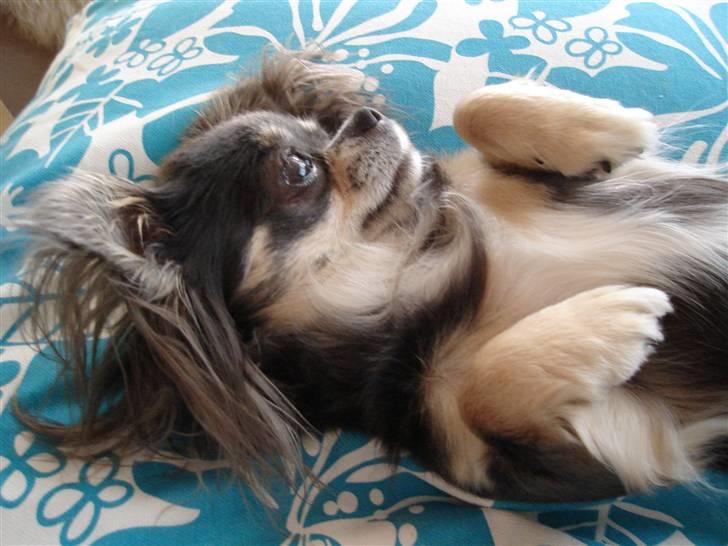 Chihuahua *Gorgeous <3* billede 16