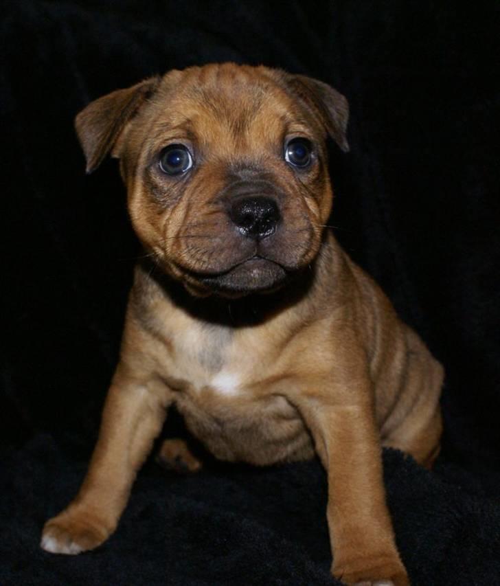 Staffordshire bull terrier Manse billede 2