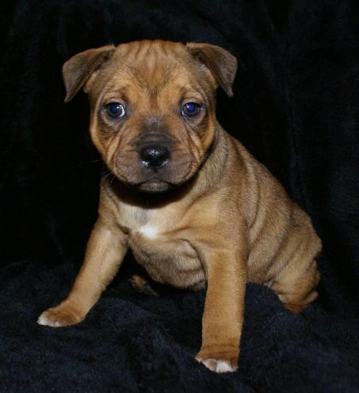 Staffordshire bull terrier Manse billede 3